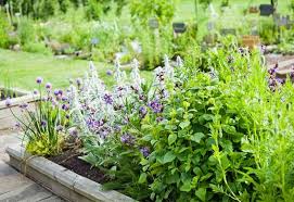 20 Perennial Herbs To Plant Once And