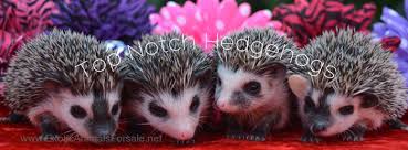 Shop the top 25 most popular 1 at the best prices! Hedgehogs For Sale