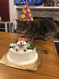  19 Lister Over Cat Design Birthday Cake What S More Every Single  gambar png
