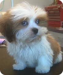 #zuchon #zuchon puppy #shihtzu bichon #cute puppy #winter puppy #puppy and basket. Shih Tzu Bichon Frise Mix Puppy For Sale In Overland Park Kansas Sully Shih Tzu Puppy Shih Tzu Morkie Puppies