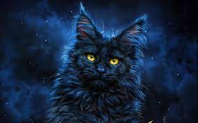 Hd Black Persian Cats Wallpapers Peakpx