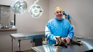 With male dogs and cats, neutering eliminates the risk of testicular cancer and reduces the risk of certain prostate issues (cancerous or benign). Find A Low Cost Spay And Neuter Clinic Petsmart Charities