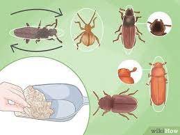 how to get rid of pantry bugs easy