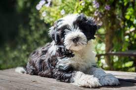 The tibetan terrier stands an average of 15 inches at the shoulder and weighs up to 25 pounds. Tibet Terrier Tibetan Terrier Terrier Puppy Terrier