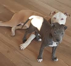 Breeding show quality ukc pit bulls, akc american staffordshire terriers and correct bully style abkc am bullies since ninety nine. American Staffordshire Terrier Breeders Australia American Staffordshire Terrier Info Puppies