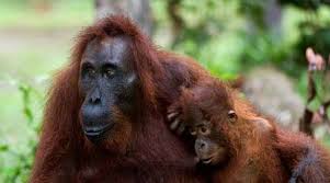 The tropical rainforest animals list includes the chimpanzee, tree frog, monkey, parrot, jaguar, gorilla, indian cobra, orangutan, leopard and iguana. Rainforests Animals For Primary Children