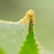 Spider Mites Advanced Organic Bug Control Protect Your Garden