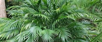 8 Extraordinary Facts About Bamboo Palm