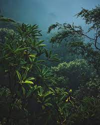 tropical forest images free