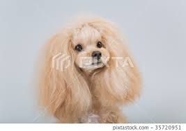 mix of toy poodle and shih tzu stock