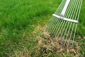 why and how to dethatch a lawn