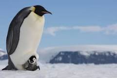is-a-penguin-a-mammal