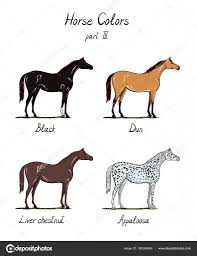 Set Of Horse Color Chart On White Equine Coat Colors With