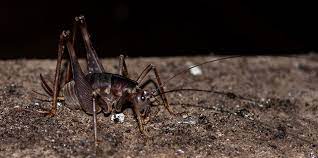 Cave Crickets Are Coming How To Keep