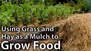 using hay and gr as mulch to grow