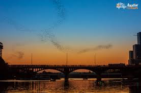 austin s congress bridge bats take