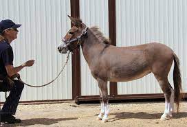 Mule, Donkey & Horse Training with Meredith Hodges gambar png