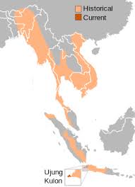 Indonesianini adalah kisah tentang sebuah daerah tempat tinggal saya sekarang. Javan Rhinoceros Simple English Wikipedia The Free Encyclopedia