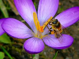 Royalty-Free photo: Close up photo of honey bee perched on pink flower |  PickPik