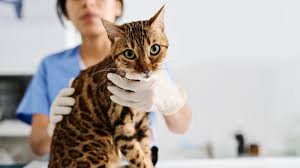amoxicillin is safe to give a cat