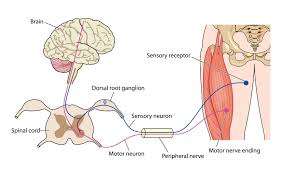 Central nervous system (cns) the cns is the brain and the spinal cord. The Central Nervous System Scottish Acquired Brain Injury Network E Learning