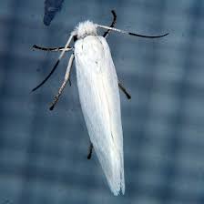 small white moth prodoxus decipiens