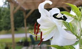 Growing Lilies High Country Gardens