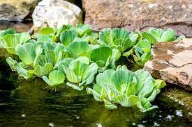 how to grow and care for water lettuce