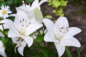 Siete appassionati di fiori bianchi? Fiori Bianchi Significato E Le 20 Varieta Piu Belle Greenme