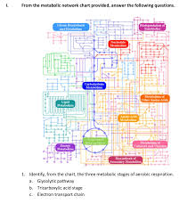 Solved From The Metabolic Network Chart Provided Answer