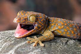 Image result for Gecko