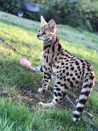 The goal of breeding savannah was to create character. Savannah Canada Capone S Son Lovely Pablo Serval 8 Facebook
