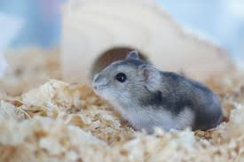 How Much Bedding Do Hamsters Need
