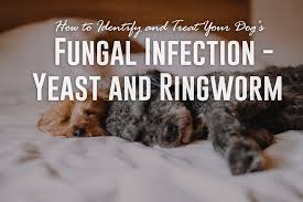 fungal infection
