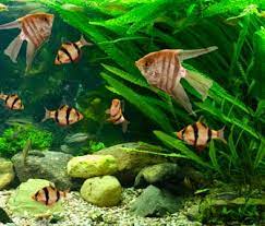 expert tips for freshwater aquarium