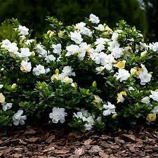 Shrub August Beauty Gardenia 2 25 Gal Fragrant White Blooms
