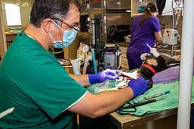 Your local hillsborough county veterinarian in brandon, fl. Pet Dental Care Vet In Brandon And Flowood Oakdale Animal Hospital