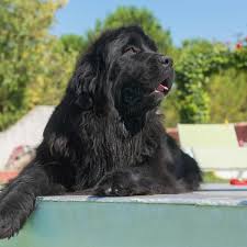 What Is The Best Food For A Newfoundland Dog Complete Guide