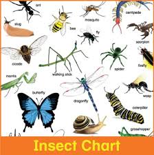 Insects Chart Worksheets Teaching Resources Teachers Pay