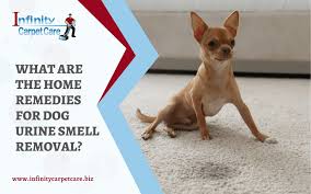 dog urine smell removal