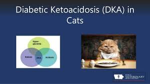The condition develops when your body can't produce enough insulin. Diabetic Ketoacidosis Or Dka In Cats