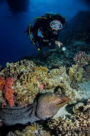Moray eel not to be confused with: Master Of The Coral Reef The Giant Moray Eel Mares Scuba Diving Blog