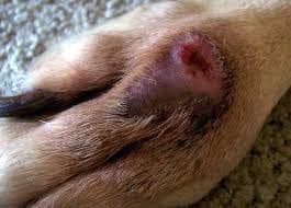 how to treat my dog s nail infection