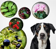 Viele pflanzen die uns erfreuen sind giftige pflanzen für hunde. Dgfr8y3jz19szm