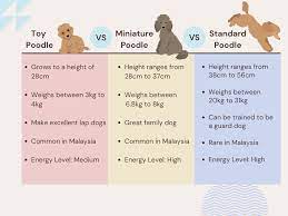 poodle dog guide in msia types