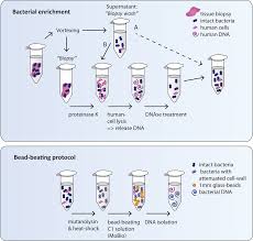 schematic drawing of dna isolation