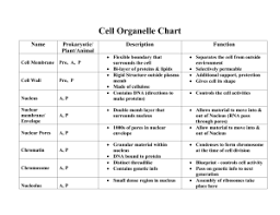 Cell Organelle Chart Name Prokaryotic Description