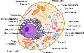 Eukaryotes house a distinct nucleus, a structure in which the genetic material (dna) is contained, surrounded by a membrane much like the outer cell membrane. Animal Cell The Definitive Guide Biology Dictionary