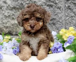 toy poodle puppies keystone