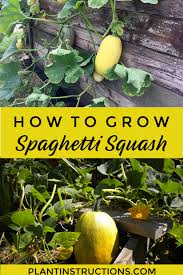 How To Grow Spaghetti Squash Plant Instructions